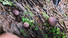 Lycoperdon fuligineum
