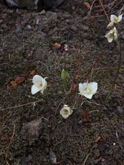 Calochortus subalpinus