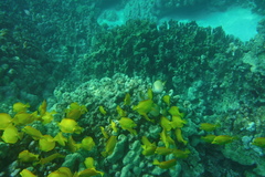 Acanthurus leucopareius