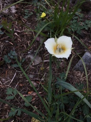 Calochortus subalpinus