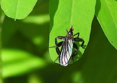 Rhamphomyia longicauda