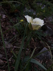 Calochortus subalpinus