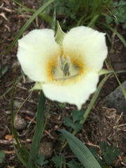 Calochortus subalpinus