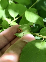 Orchestes pallicornis