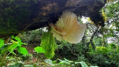 Mucidula