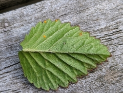 Phragmidium mexicanum