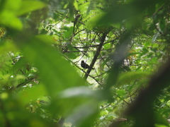 Tachyphonus delatrii