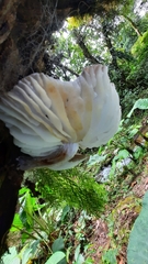 Mucidula