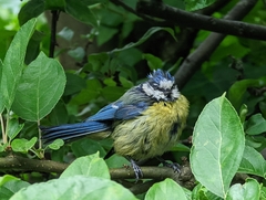 Cyanistes caeruleus