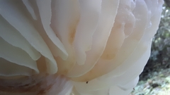 Mucidula