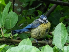 Cyanistes caeruleus