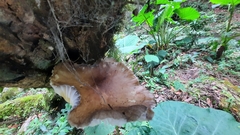 Mucidula