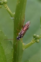 Aglaostigma semiluteum