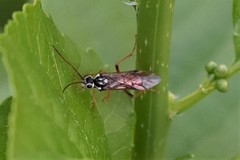 Aglaostigma semiluteum