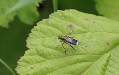 Poecilobothrus nobilitatus