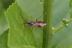 Aglaostigma semiluteum