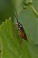 Aglaostigma semiluteum