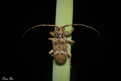 Prosoplus bankii