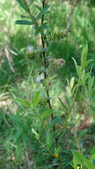 Salix repens repens