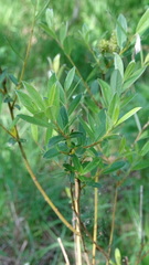Salix repens repens