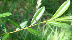 Salix repens repens