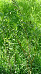 Salix repens repens