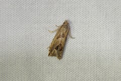 Proteoteras crescentana