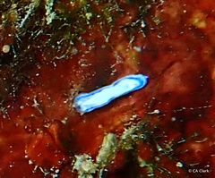 Hypselodoris peasei