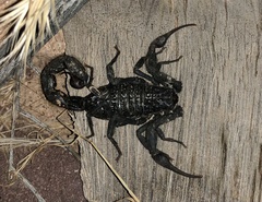 Hottentotta gentili