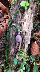 Lycoperdon fuligineum