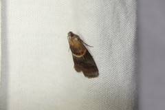 Acrobasis demotella