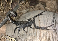 Hottentotta gentili