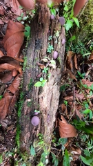 Lycoperdon fuligineum