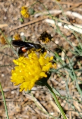 Stizoides renicinctus