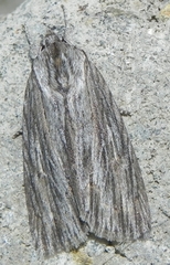 Acronicta lithospila