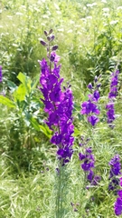 Consolida orientalis