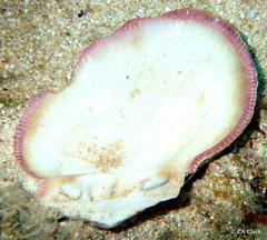 Spondylus violacescens