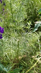 Consolida orientalis