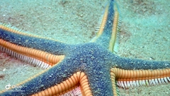 Astropecten articulatus