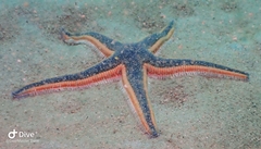Astropecten articulatus