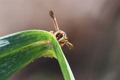 Euodynerus pratensis