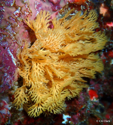 Reteporellina denticulata in life