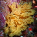 Lace Bryozoan - Photo (c) sea-kangaroo, some rights reserved (CC BY-NC-ND), uploaded by sea-kangaroo