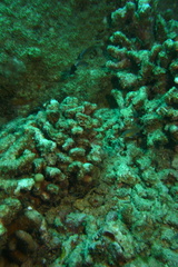 Pycnochromis vanderbilti