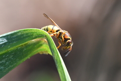 Euodynerus pratensis