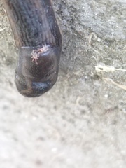 Riccardoellinae