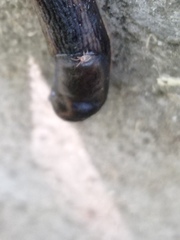 Riccardoellinae