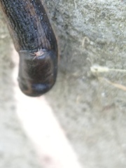 Riccardoellinae