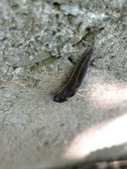 Riccardoellinae