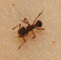 Cyphomyrmex minutus